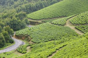 A Complete Guide for Munnar from Bangalore